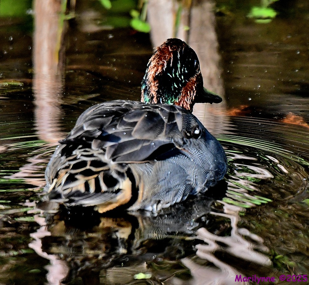 DSC_1103_001.JPG