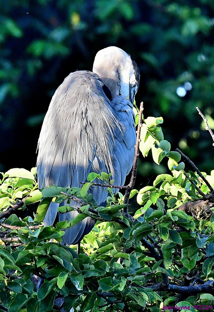 DSC_1104_001.JPG