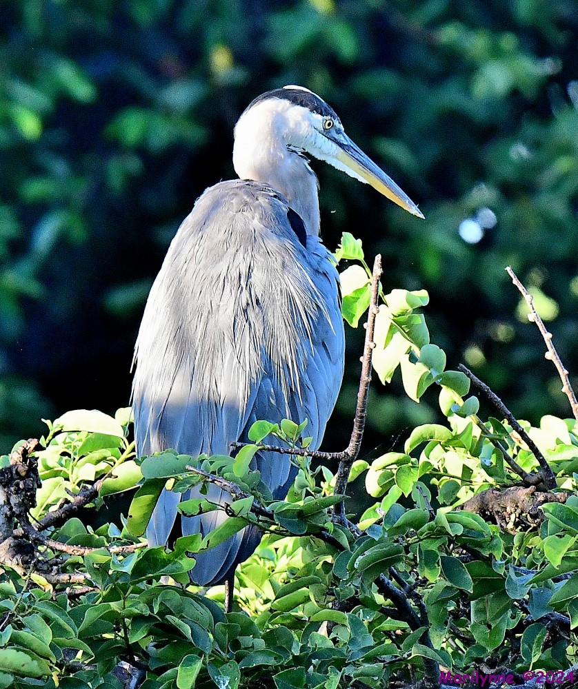 DSC_1105_001.JPG