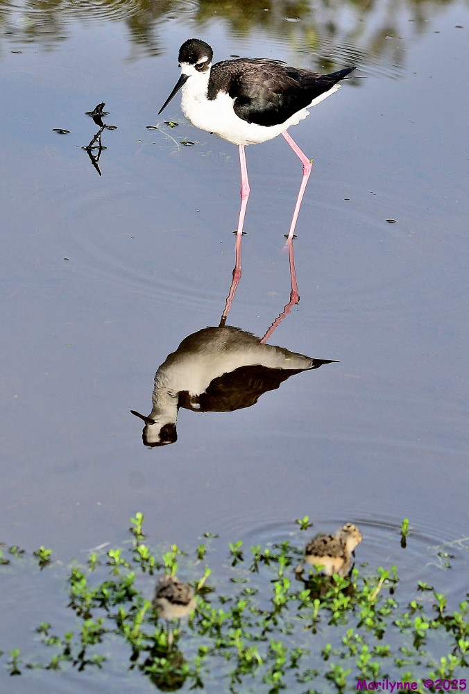 DSC_1105_001.JPG