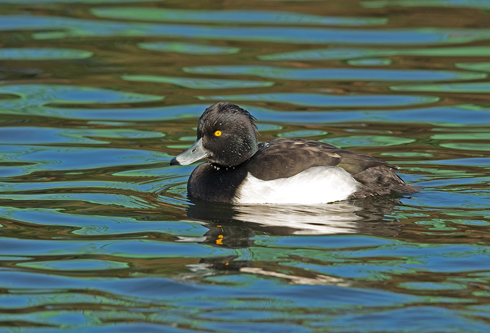 DSC_1106.jpg