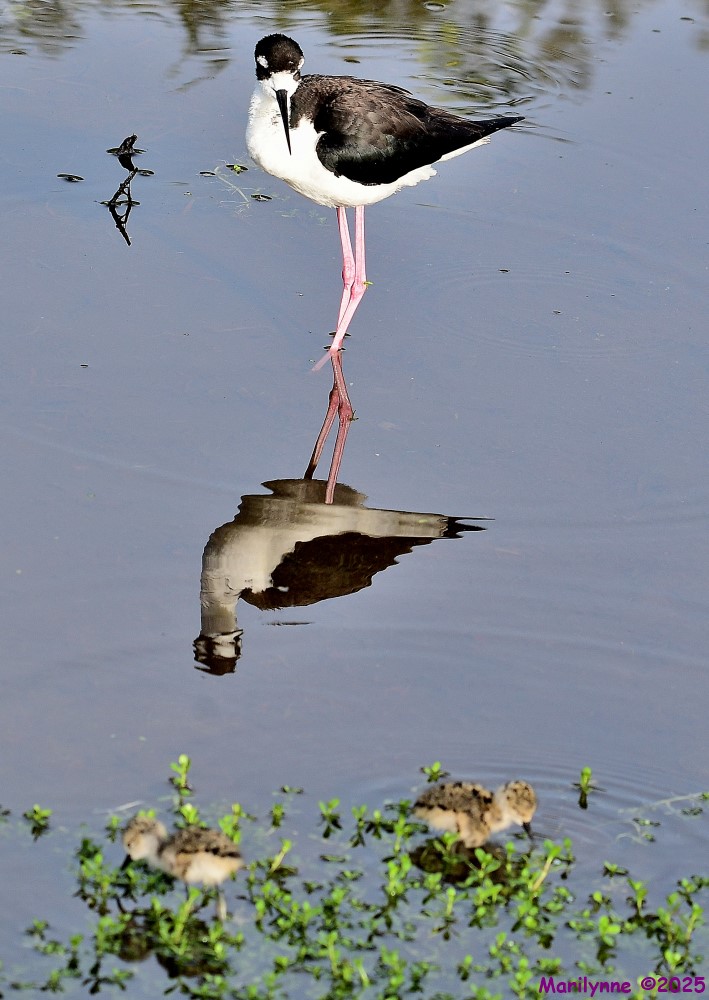 DSC_1106_001.JPG
