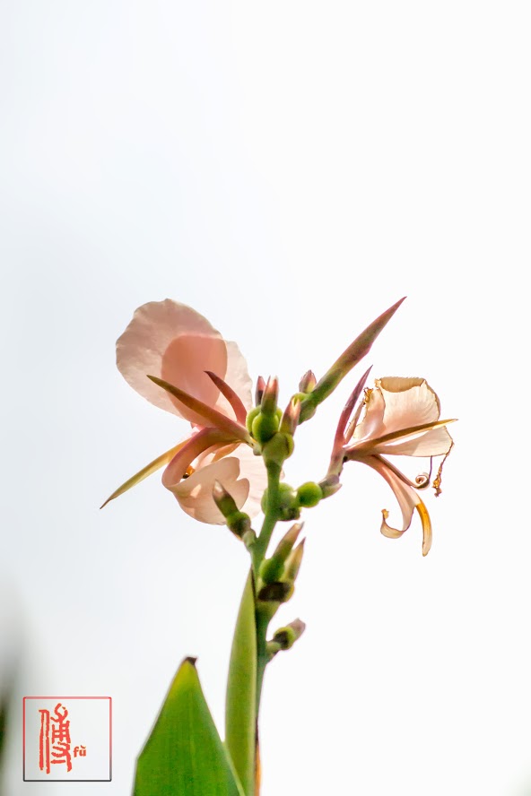 DSC_1108.jpg