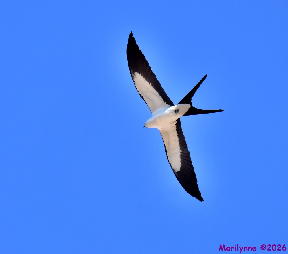 DSC_1108_001.JPG