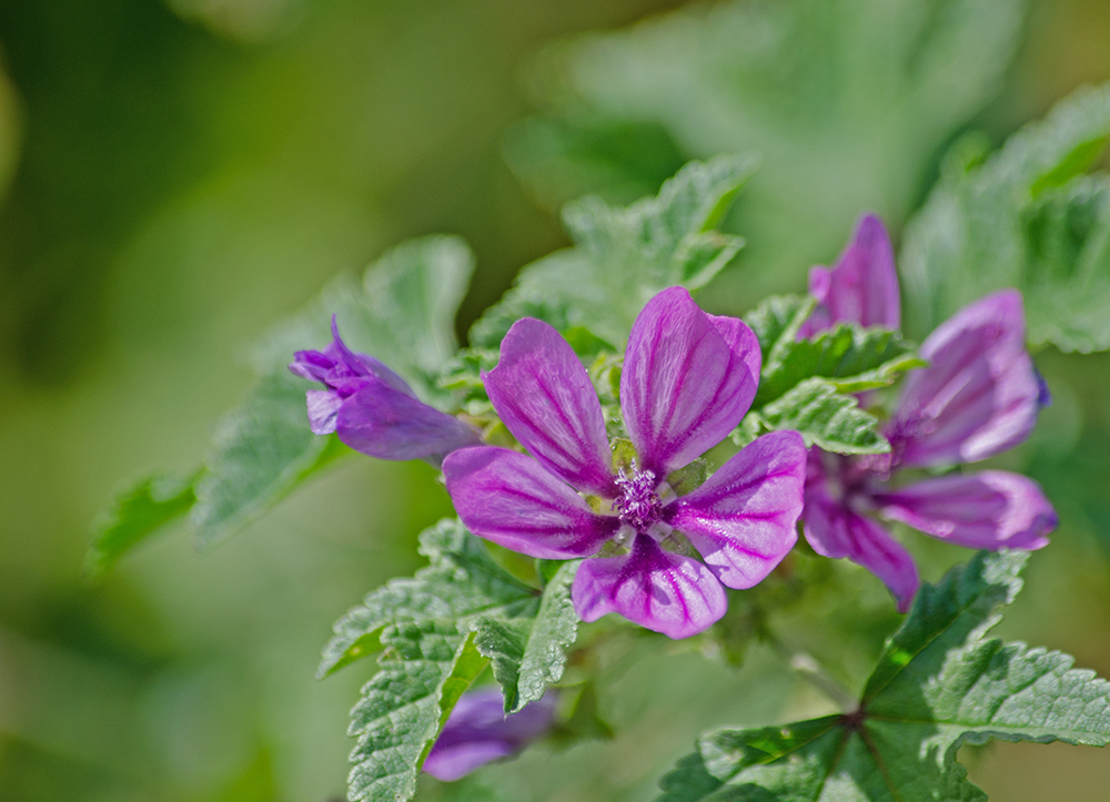 DSC_1109.jpg