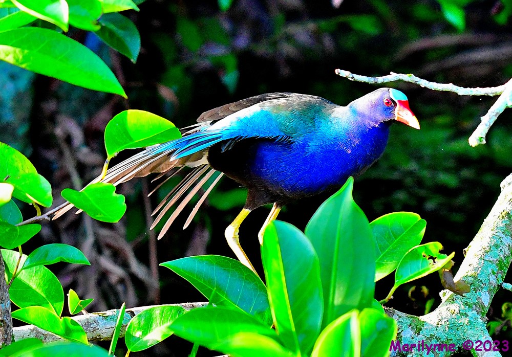 DSC_1111_001.JPG