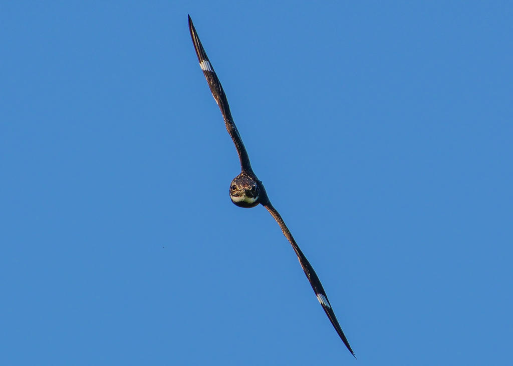 DSC_1113.jpg