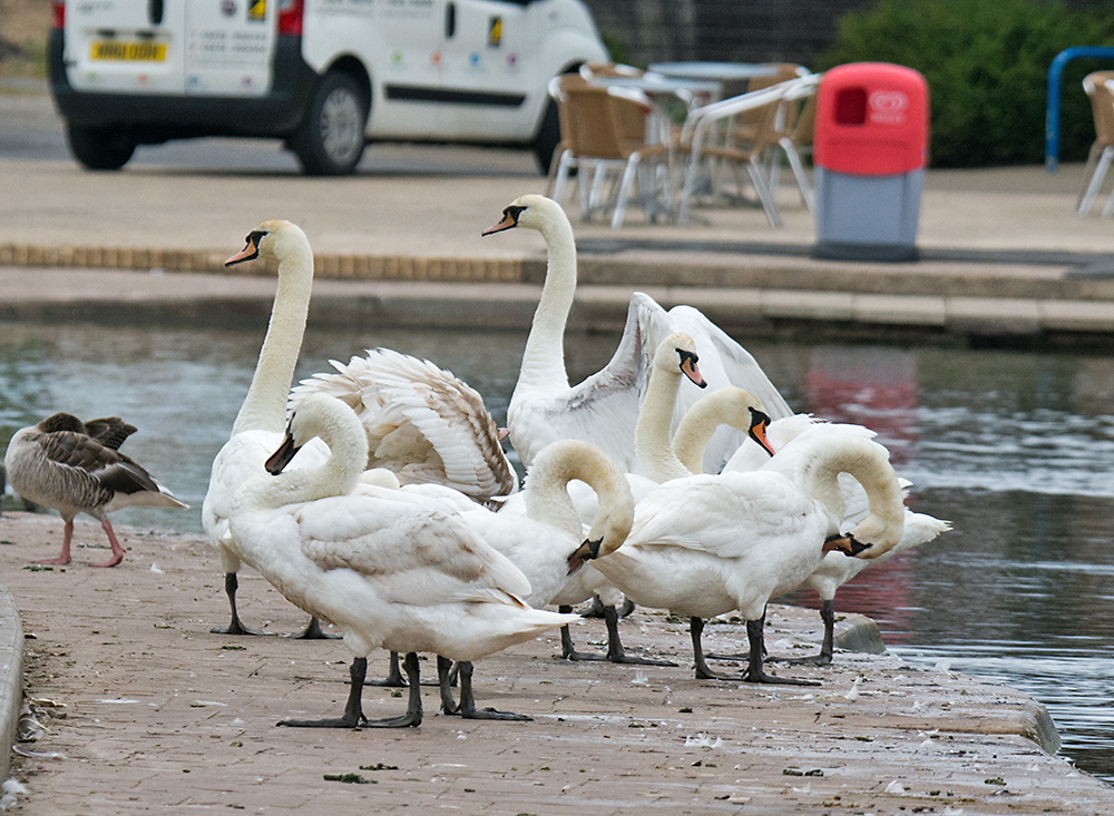DSC_1115.jpg