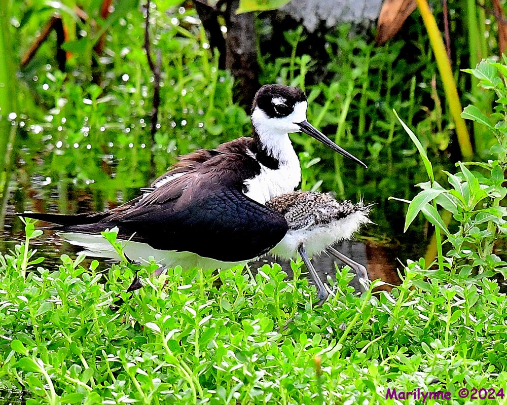 DSC_1119_001.JPG