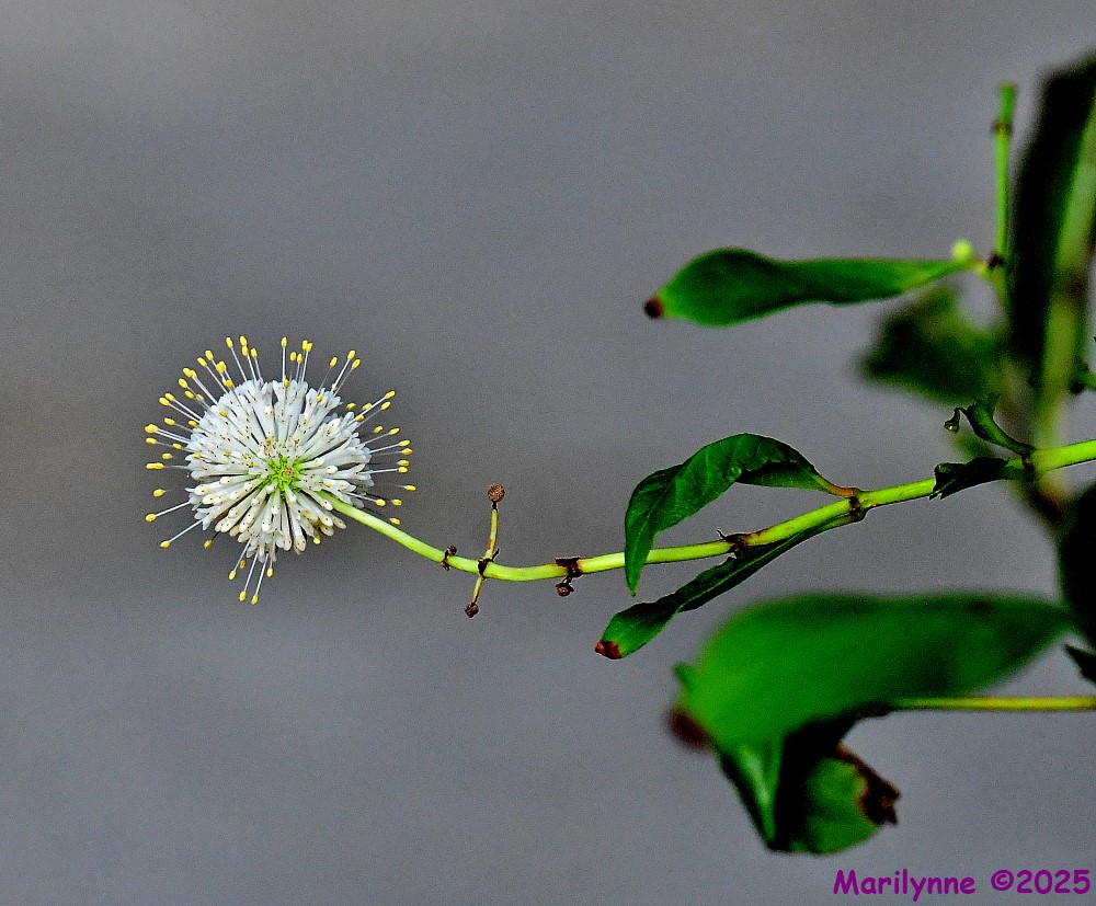 DSC_1119_001.JPG
