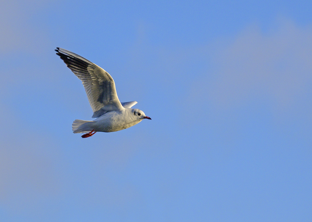 DSC_1120.jpg