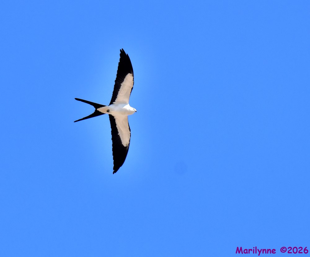 DSC_1123_001.JPG