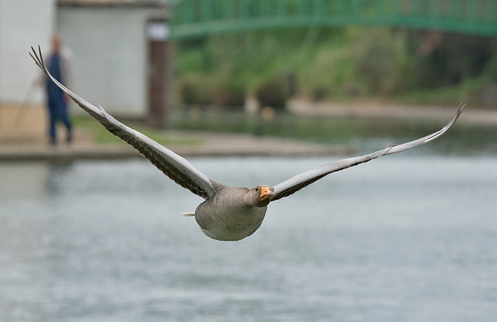 DSC_1126.jpg