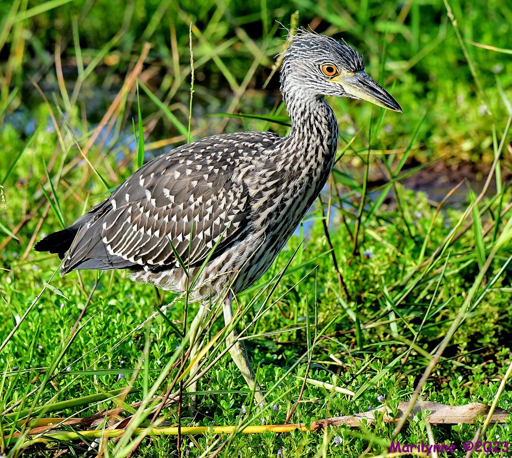 DSC_1128_001.JPG