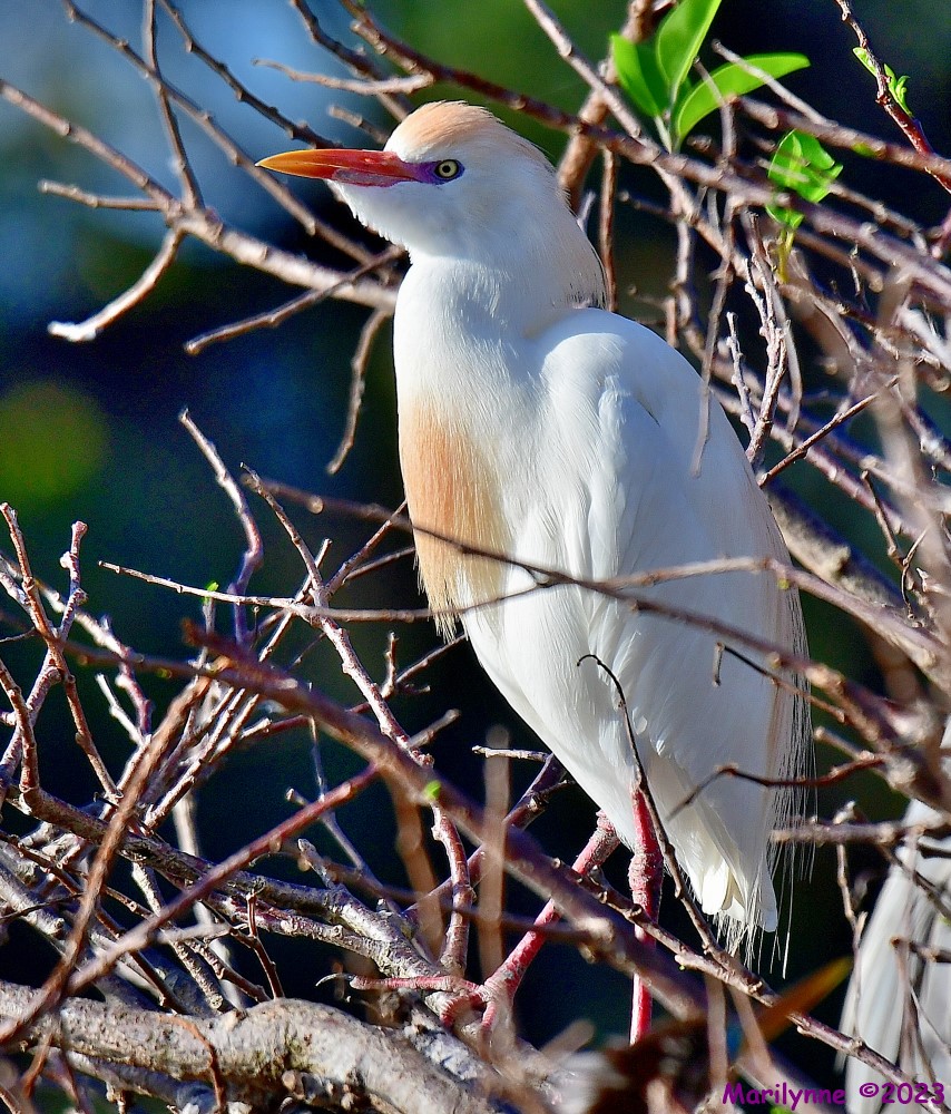 DSC_1130_001.JPG