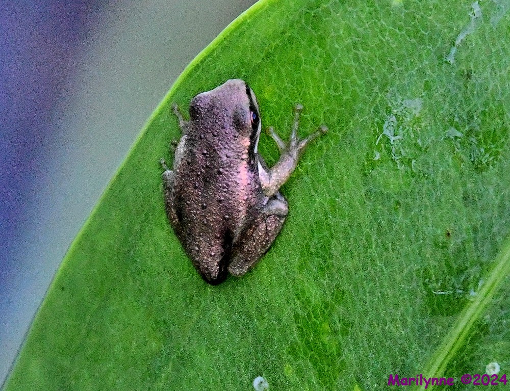 DSC_1130_001.JPG