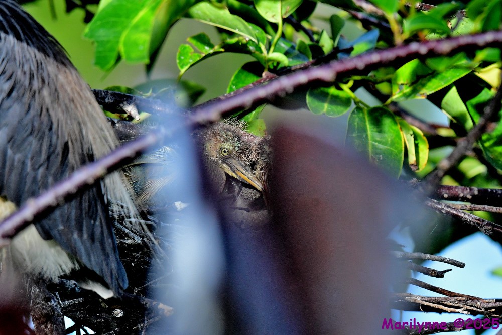 DSC_1130_001.JPG