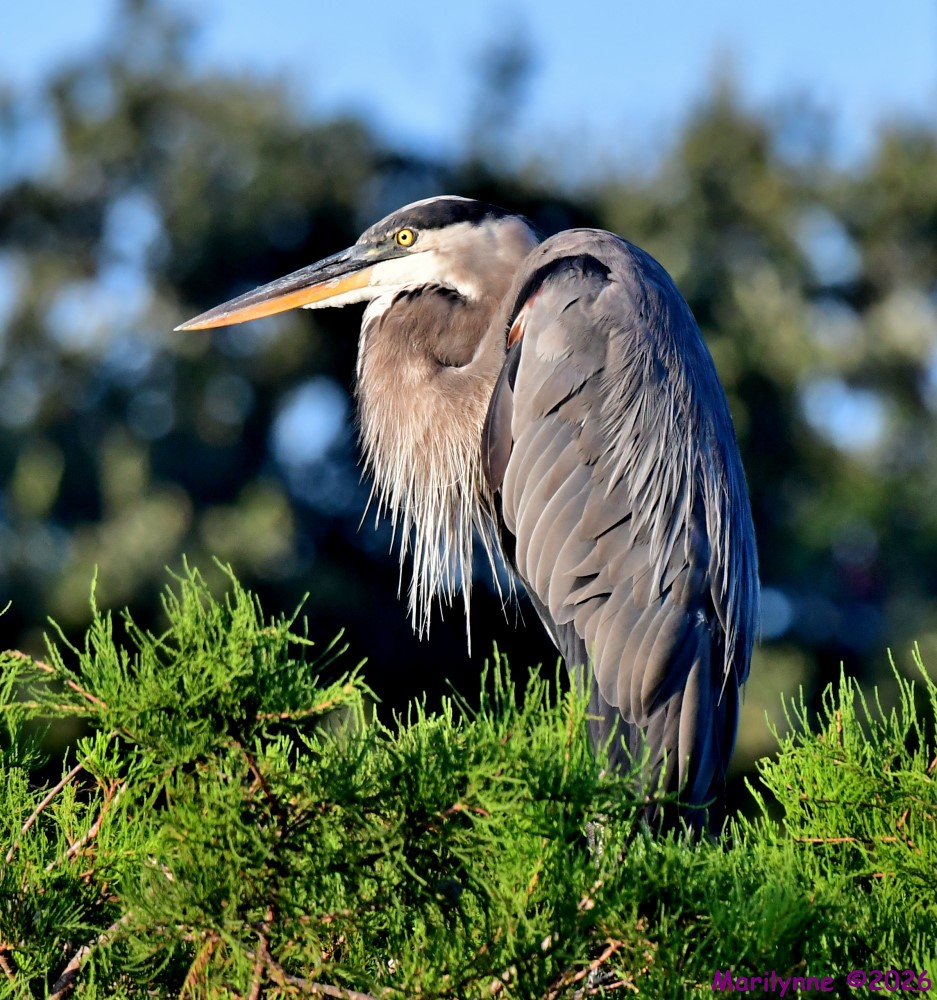 DSC_1130_001.JPG