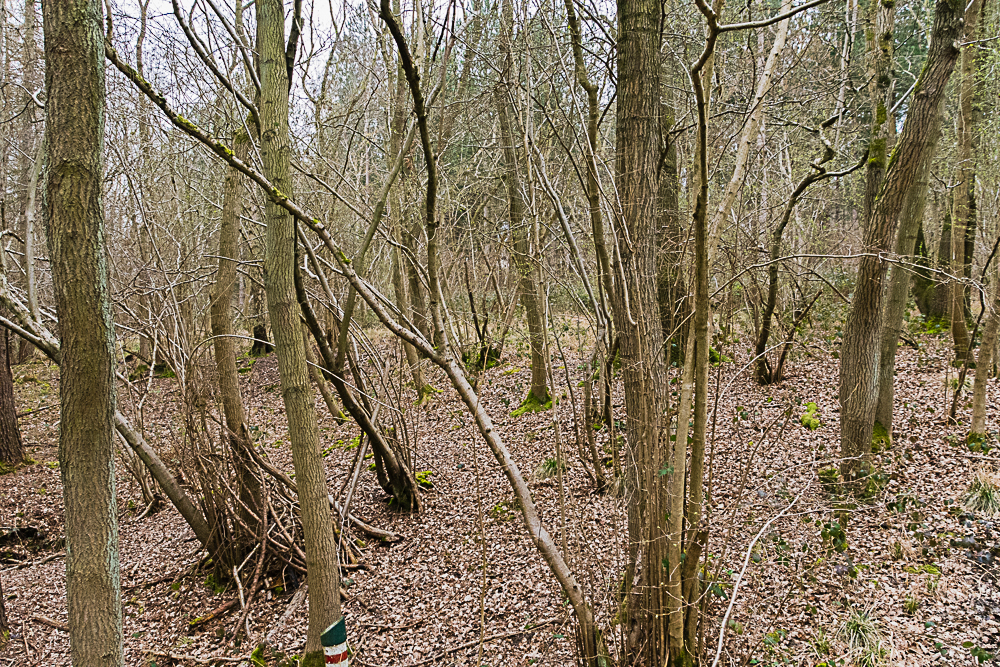DSC_1131-2.jpg