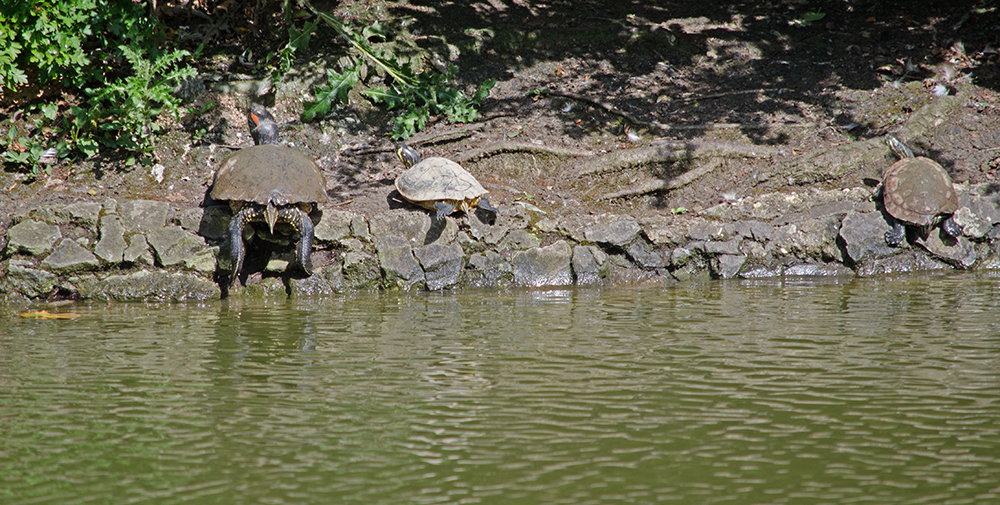 DSC_1131.jpg