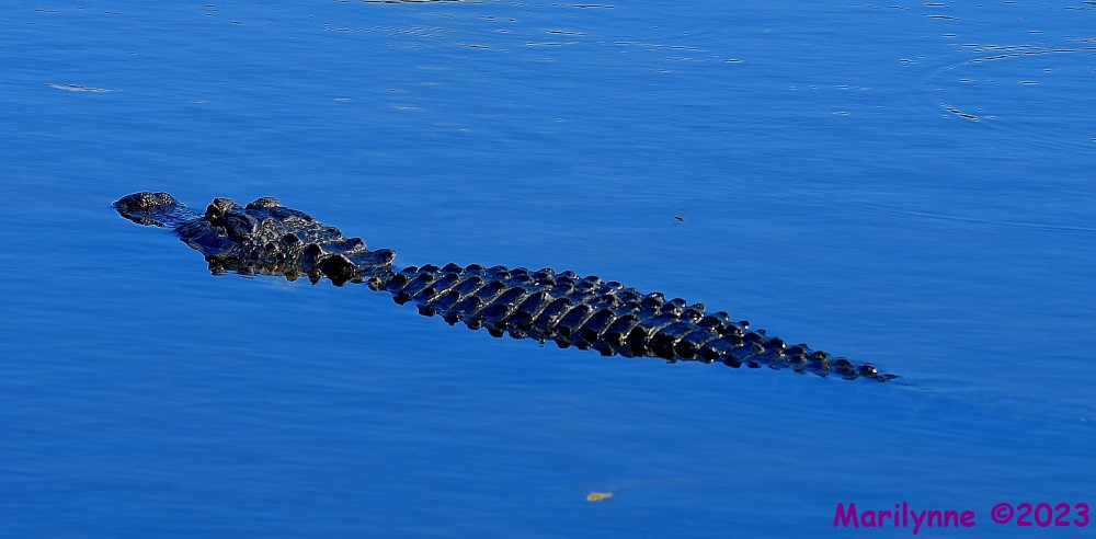 dsc_1131_001-jpg.398358