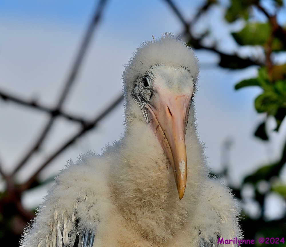 DSC_1131_001.JPG