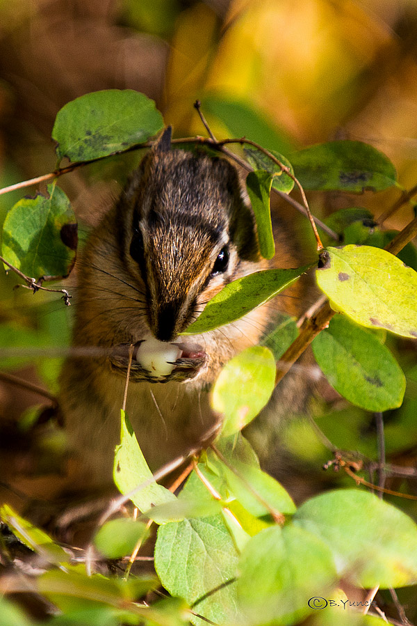 DSC_1132.jpg