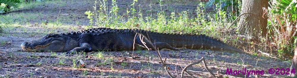 DSC_1132_stitch4_001.JPG