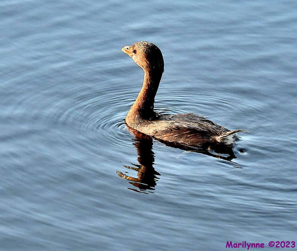 DSC_1134_001.JPG