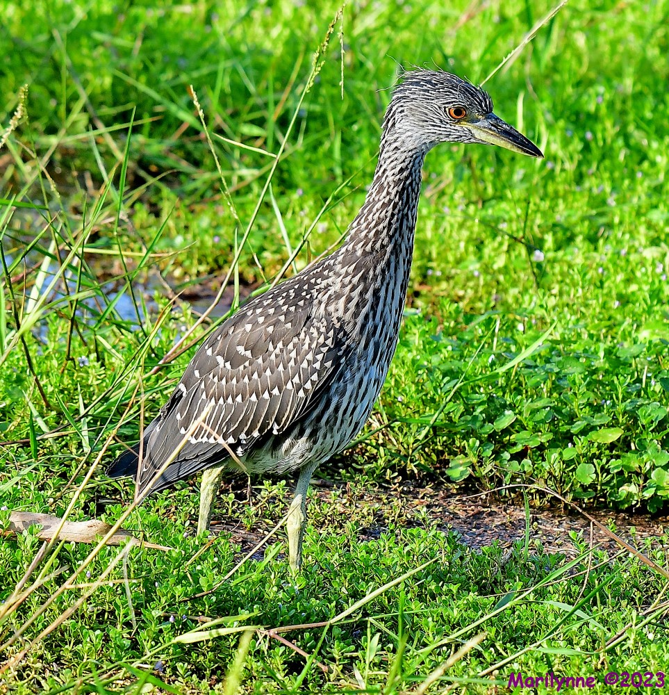 DSC_1134_001.JPG
