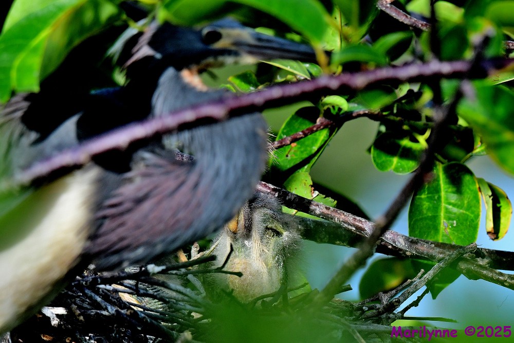 DSC_1134_001.JPG