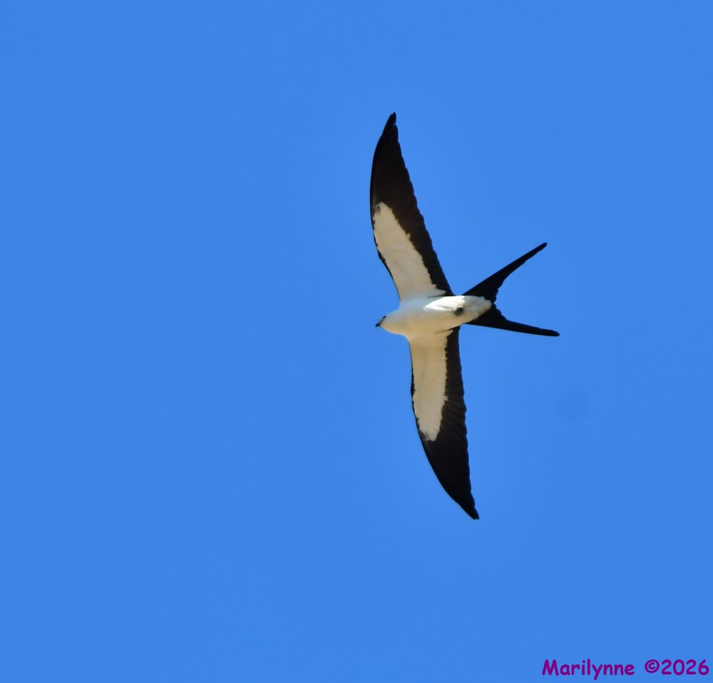 DSC_1134_001.JPG
