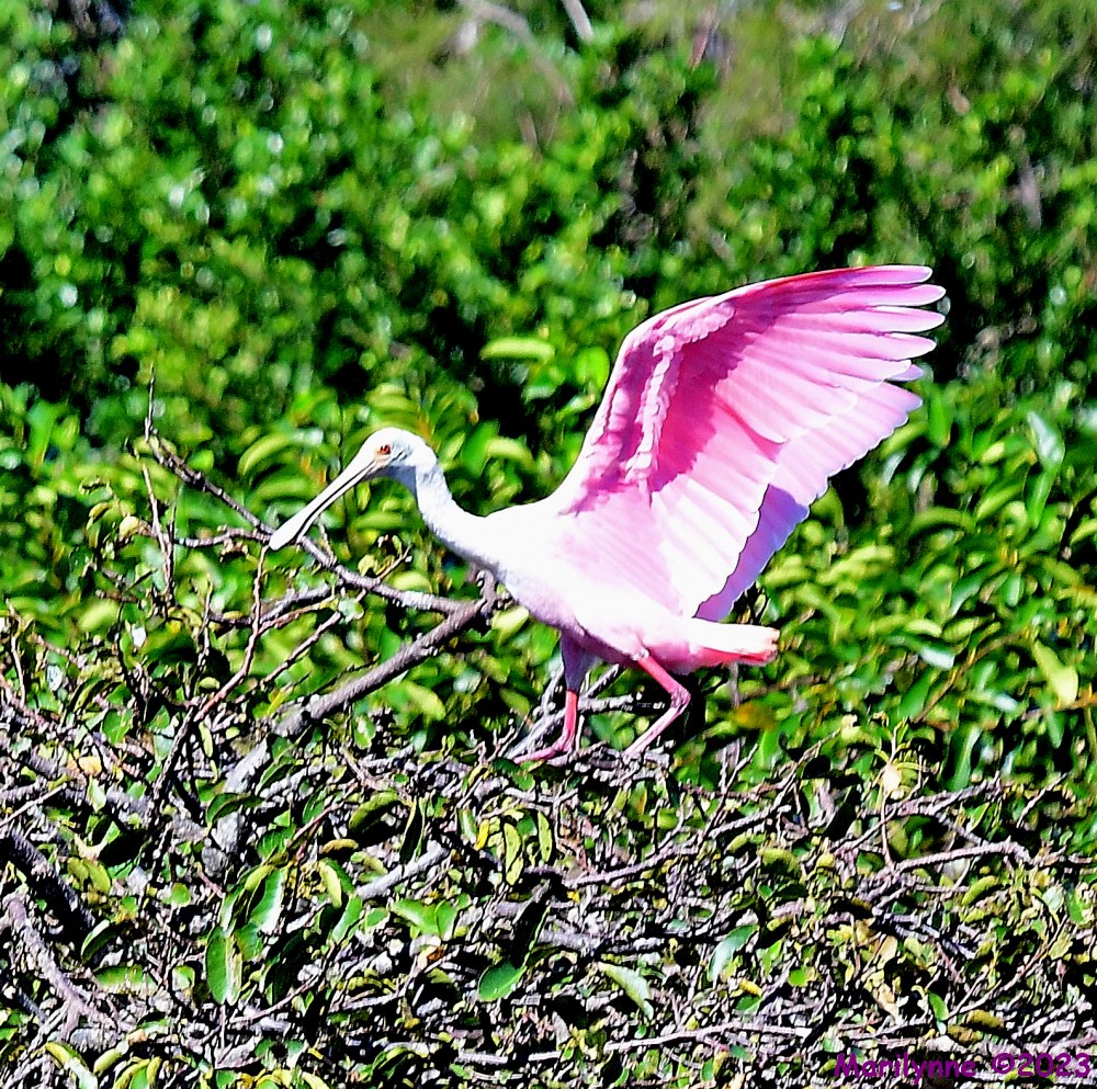 DSC_1135_001.JPG