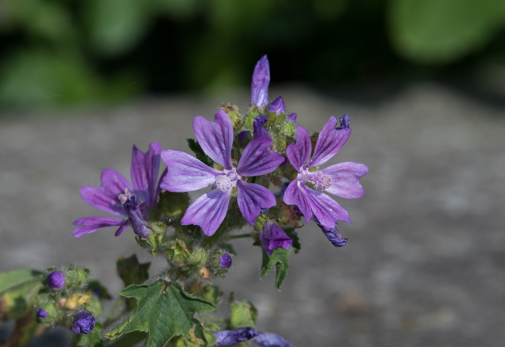 dsc_1135_34936906934_o.jpg