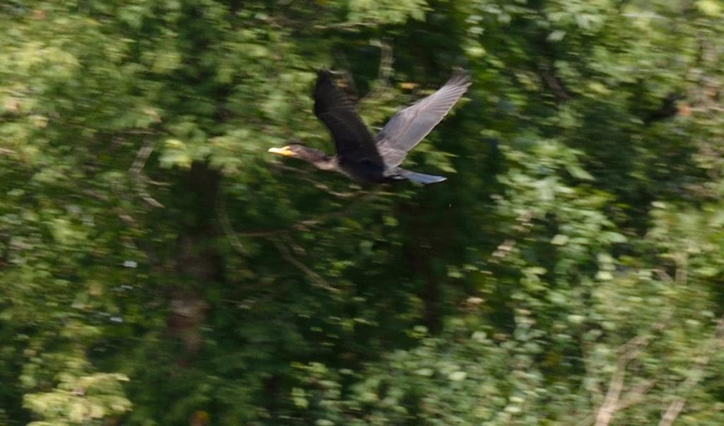 DSC_1136.jpg