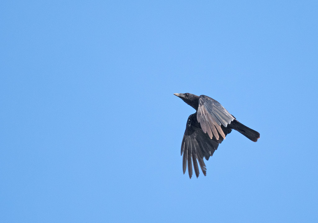 DSC_1137.jpg