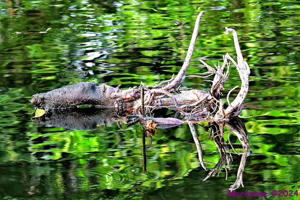 DSC_1137_001.JPG