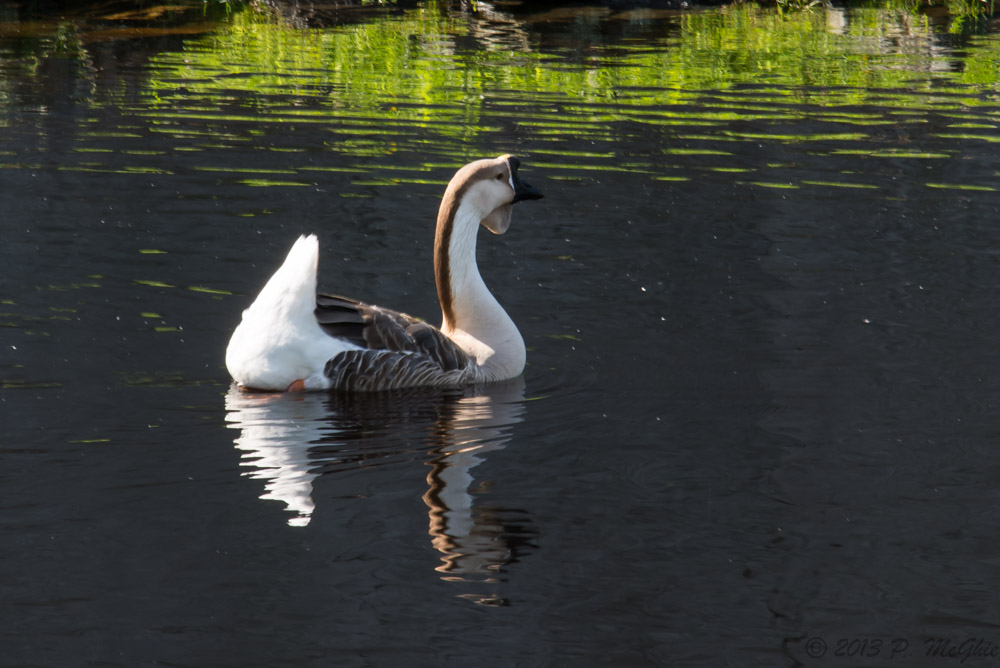DSC_1138.jpg