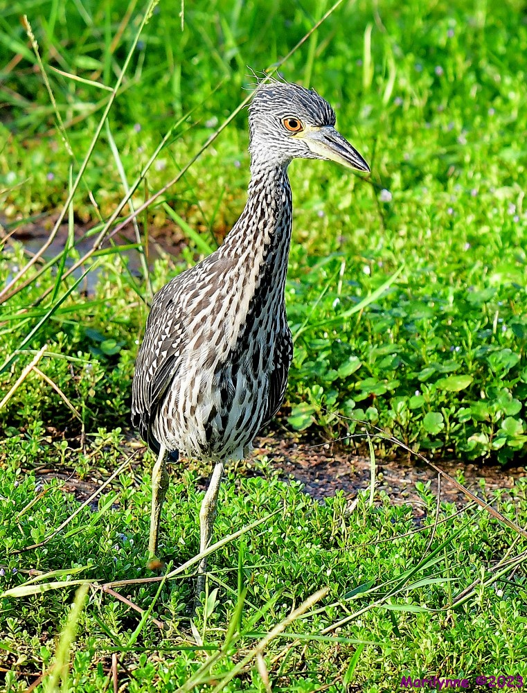 DSC_1139_001.JPG