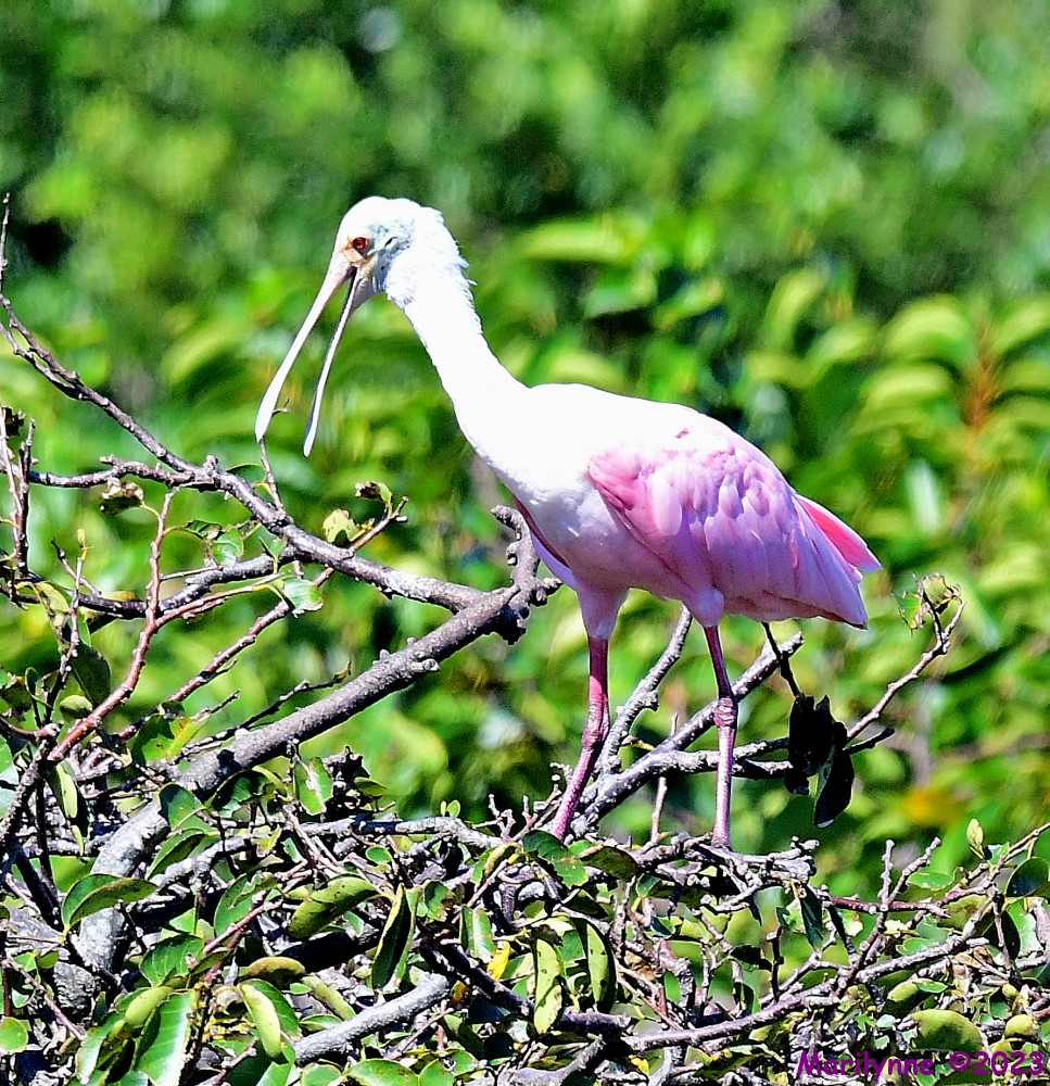 DSC_1139_001.JPG