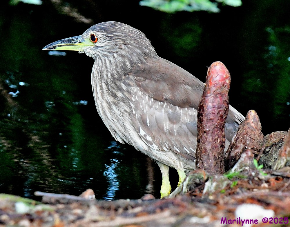 DSC_1139_001.JPG