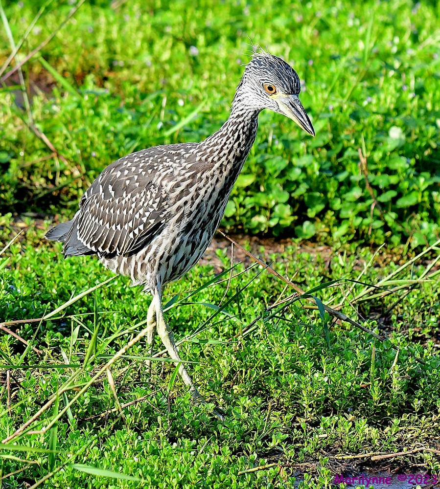 DSC_1141_001.JPG