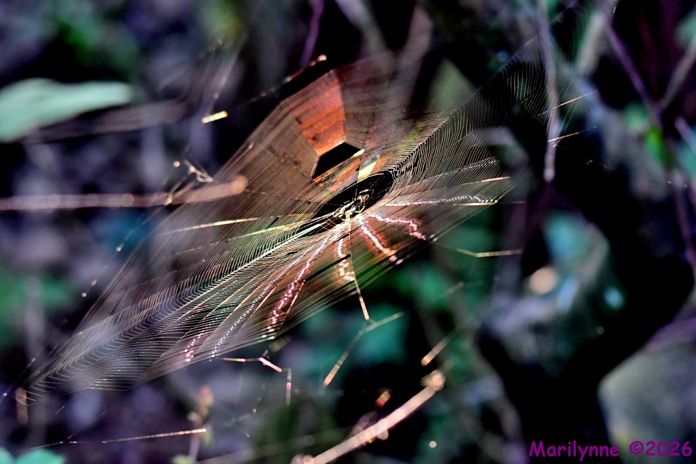 DSC_1141_001.JPG