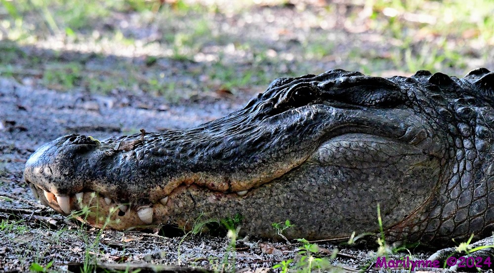 DSC_1142_001.JPG