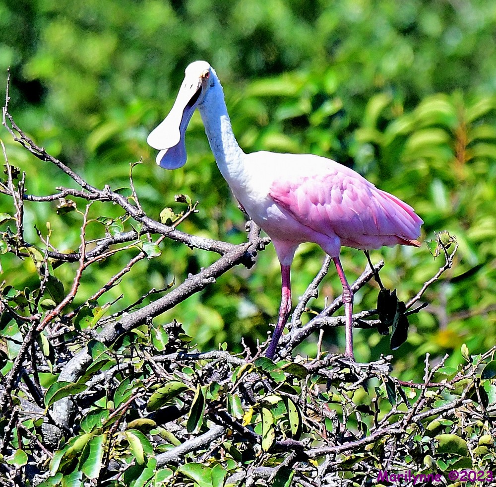 DSC_1143_001.JPG