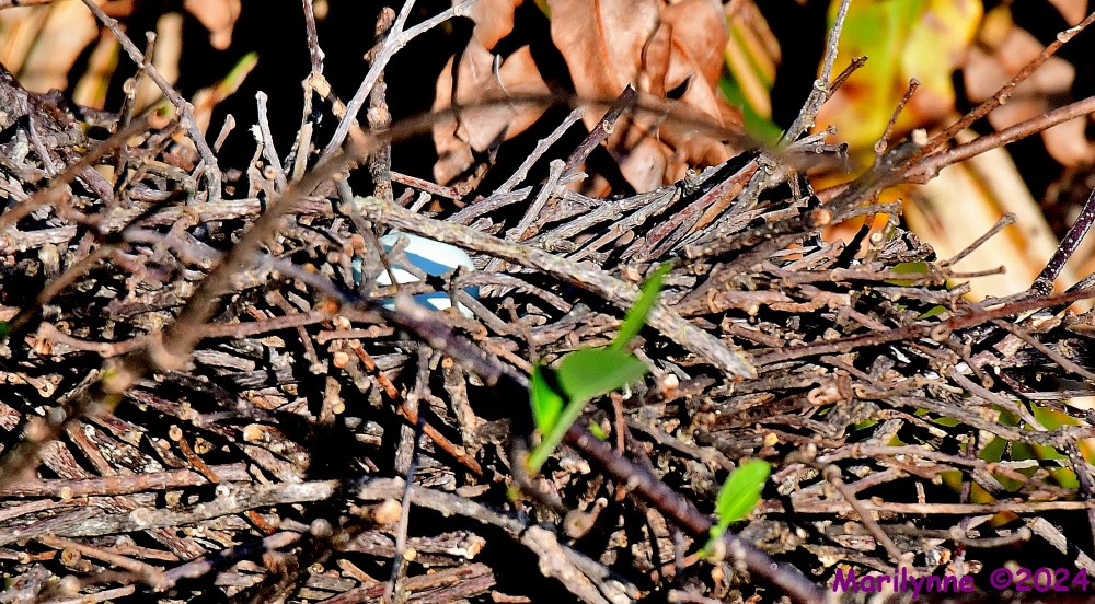 DSC_1145_001.JPG