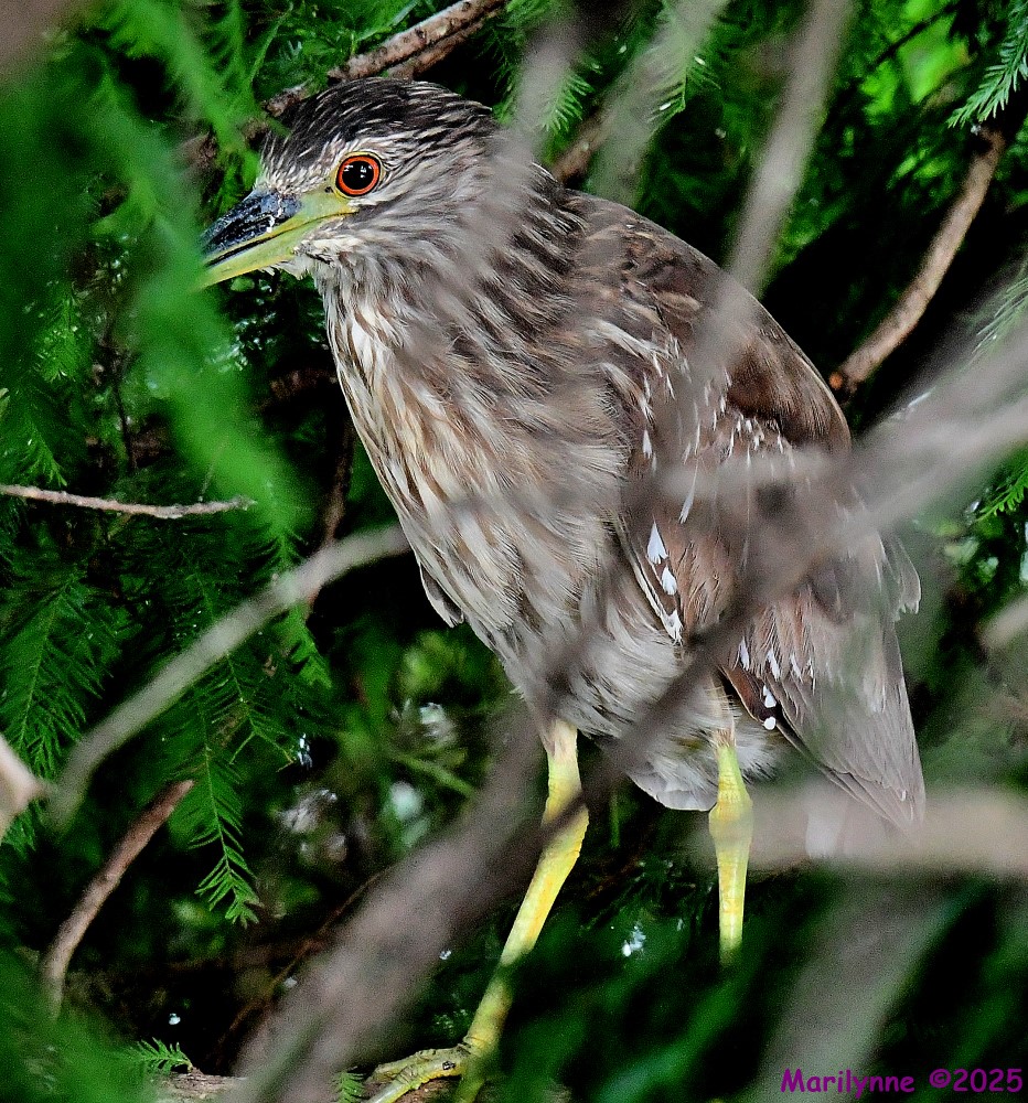 DSC_1145_001.JPG