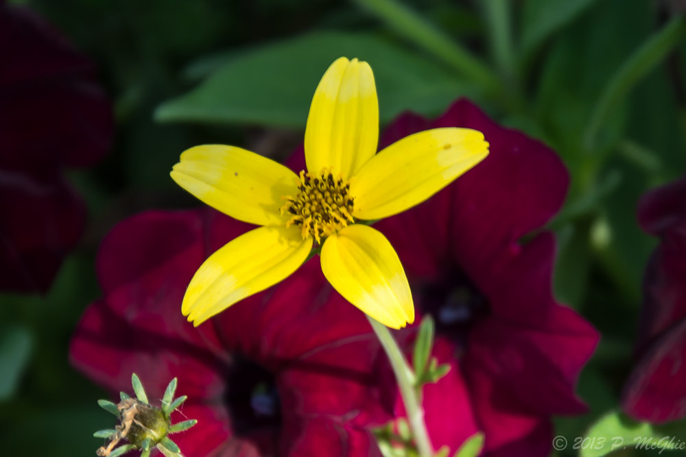 DSC_1146.jpg