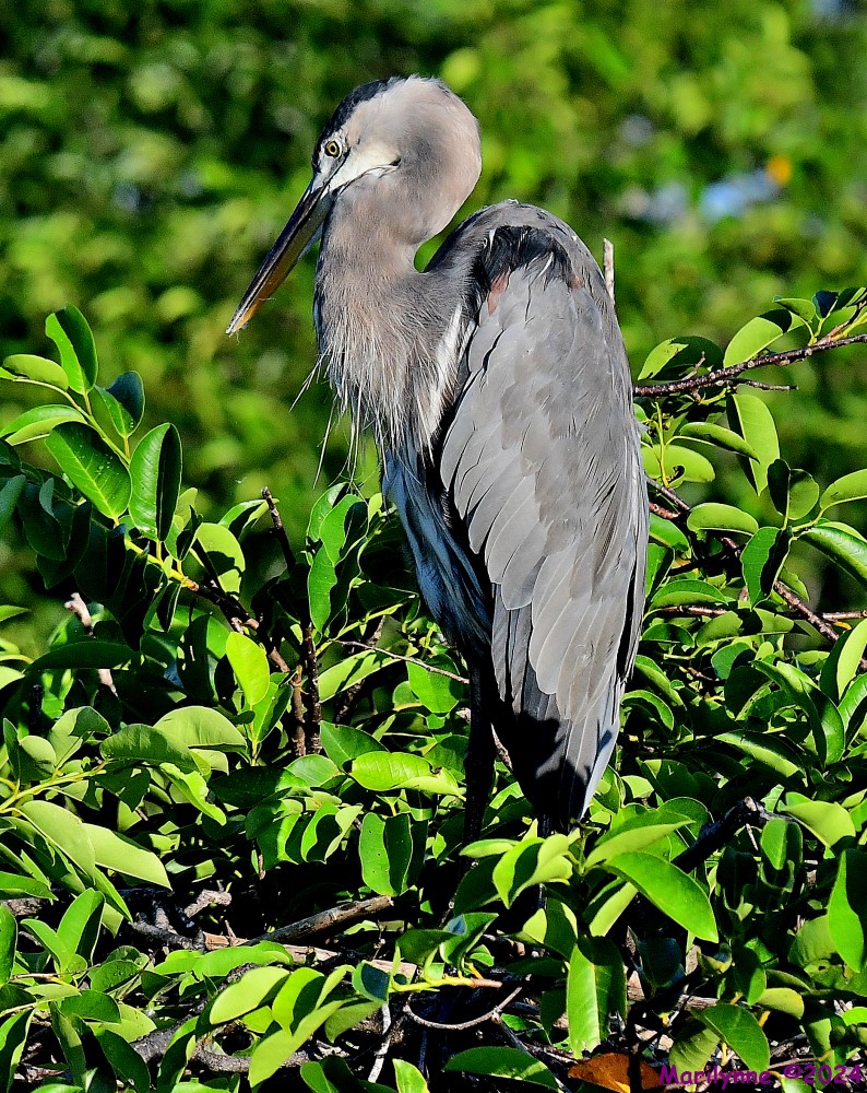 DSC_1146_001.JPG