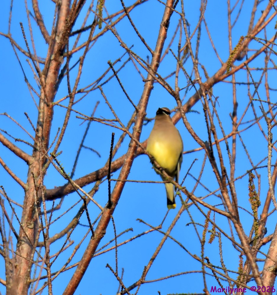 DSC_1147_001.JPG